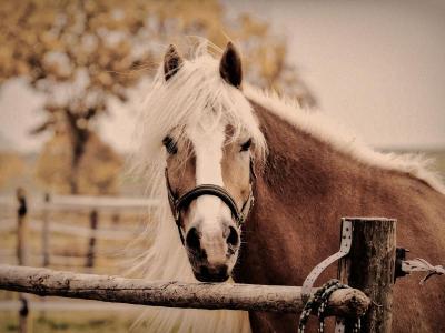 cheval_irlande