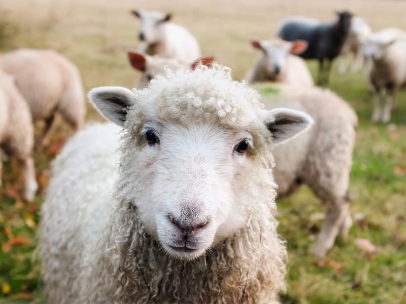 mouton