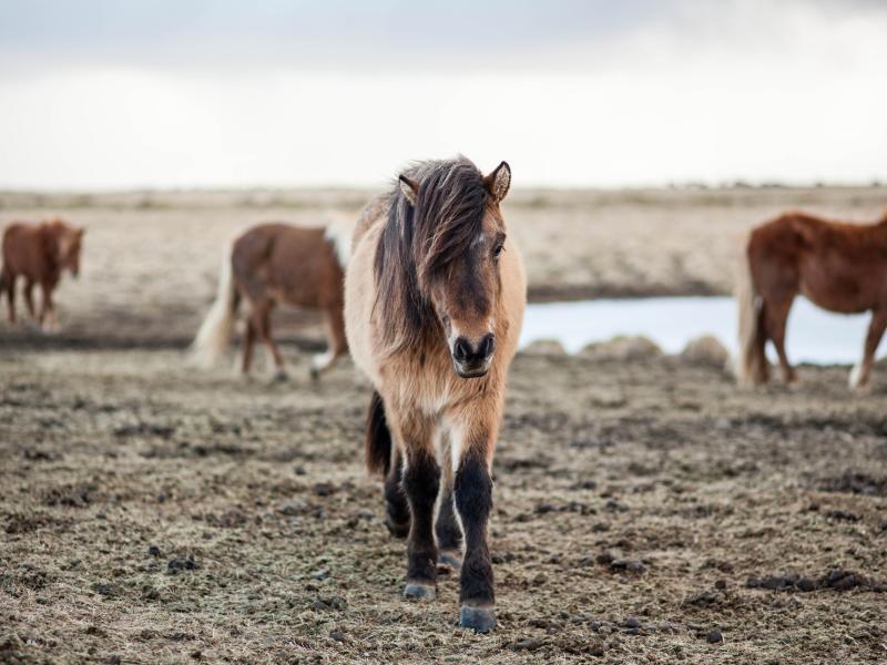 poney
