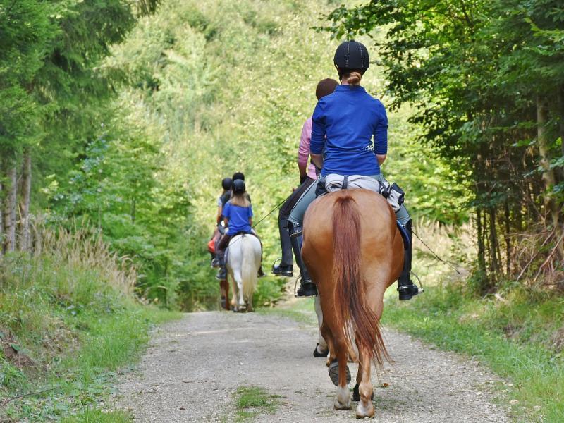 équitation