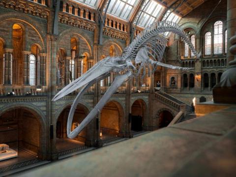 Natural History Museum