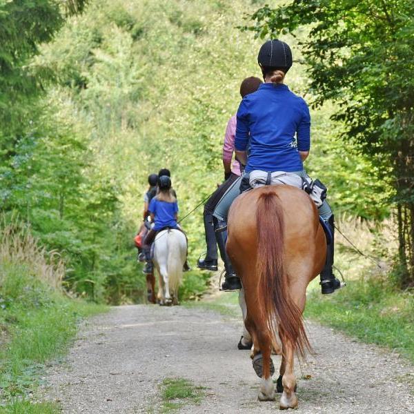 Irlande Pony